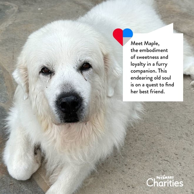 Deutsch LA’s new “Rescue Writer” tool aims to boost pet adoption